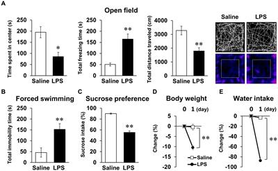 Short-term memory impairment following recovery from systemic inflammation induced by lipopolysaccharide in mice